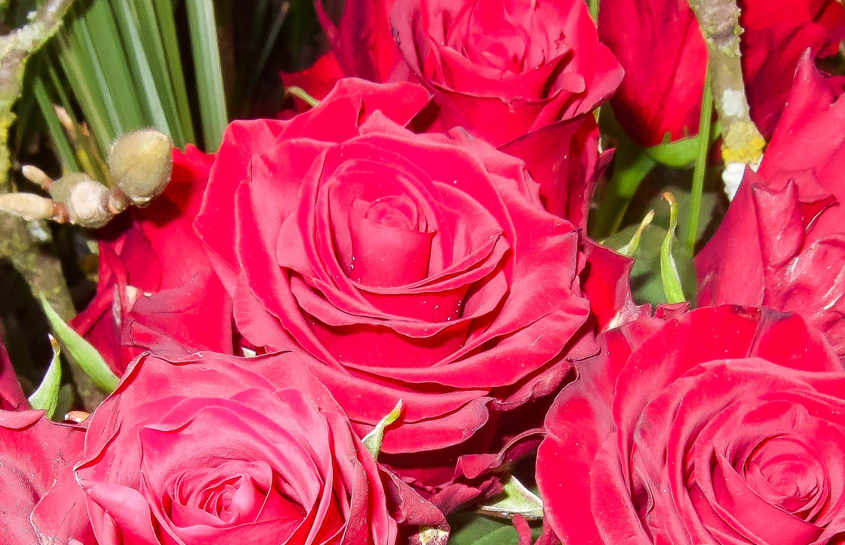 Valentinstag – rote Rosen